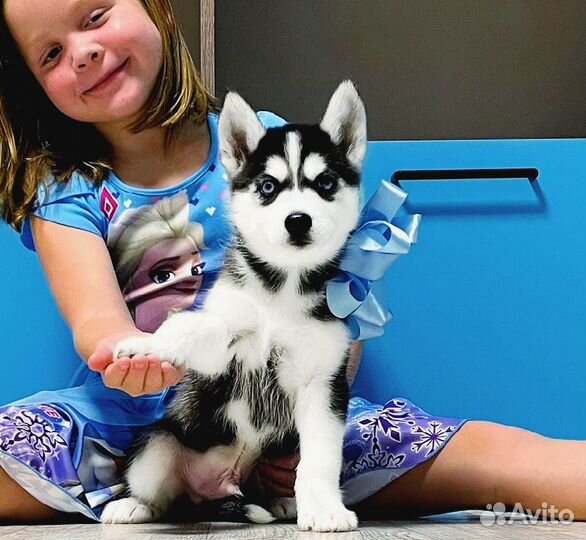 Хаски суперррщеночки для Вас - Большой Выбор )