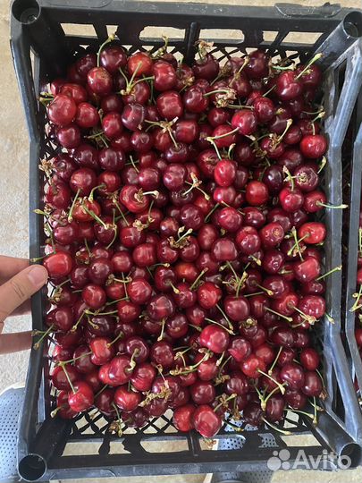 Черешня оптом