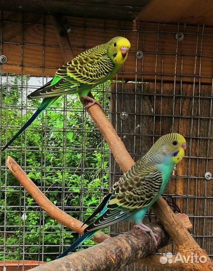 Волнистые попугаи