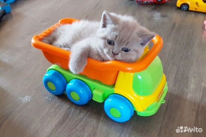 Британские котята