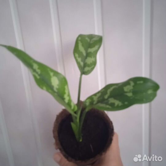 Аглаонема Мария