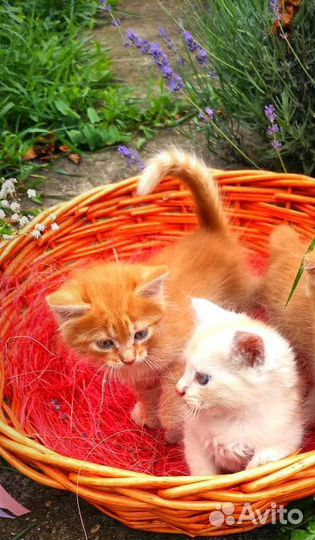 Рыжая Д перс М