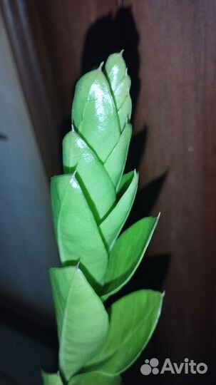 Замиокулькас черный равен