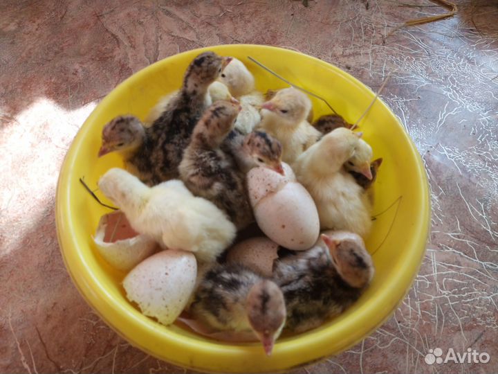 Индюшата домашние