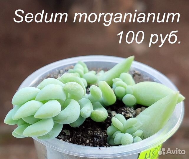 Суккуленты (синокрассулы, седум и пр.)