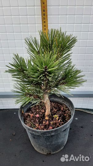 Сосна горная 5 сортов