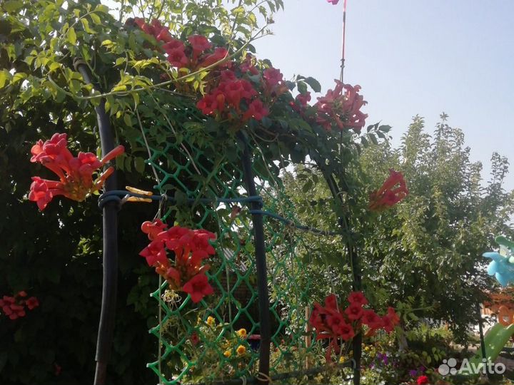 Многолетняя лиана Кампсис