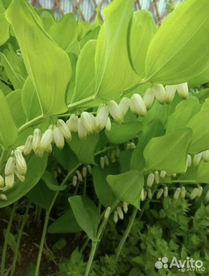 Многолетники, молочай кипарисовый, купена