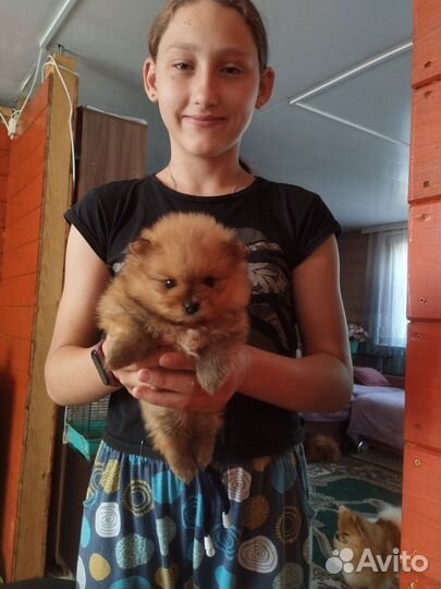 Щенки шпица