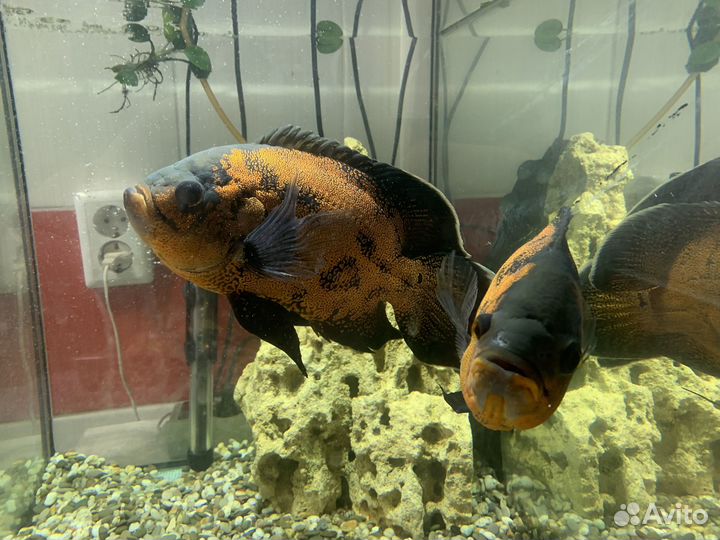 Астронотусы