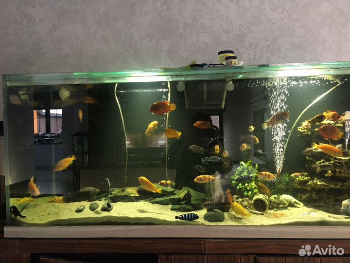 Аквариум на 500 литров