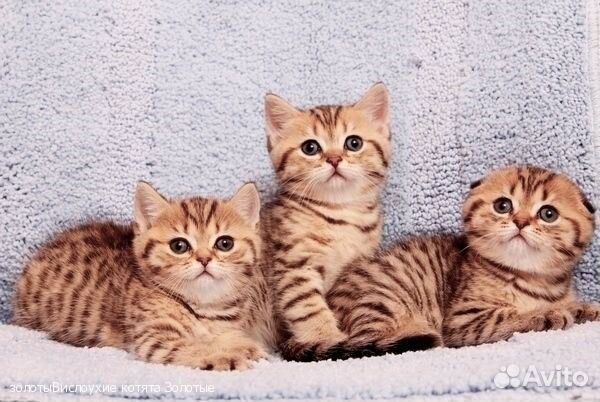Золотая пятнистая вислоухая кошечка