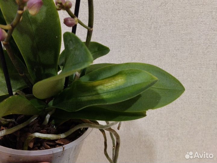 Орхидея мультифлора Льюис Берри пинк