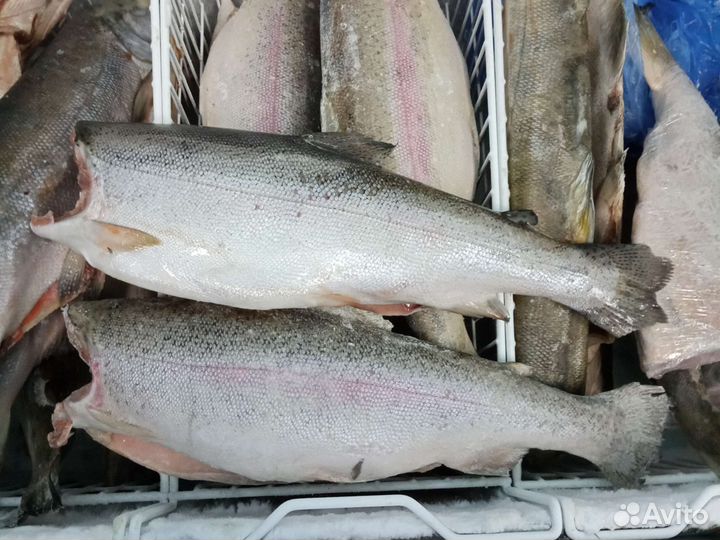Форель свежемороженая