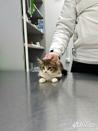 Котенок в добрые руки