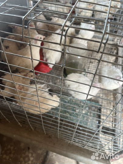 Перепела продажа