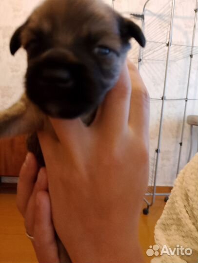 Продам щенков русский той терьер