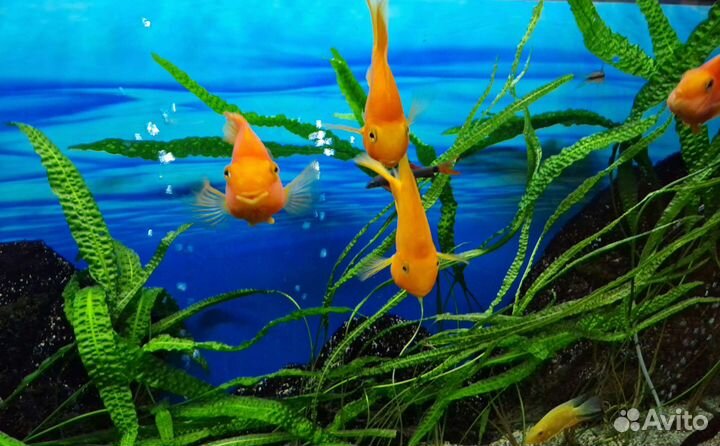 Рыба-попугай (цихлида)