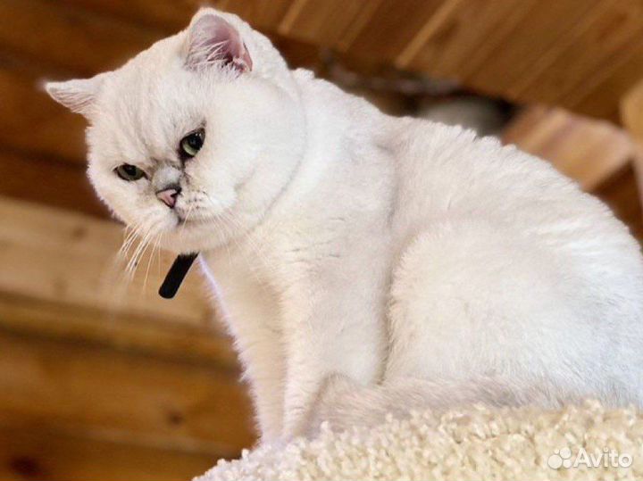 Британский кот серебристая шиншилла вязка