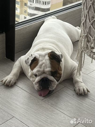 Передержка квартирная английскому бульдогу