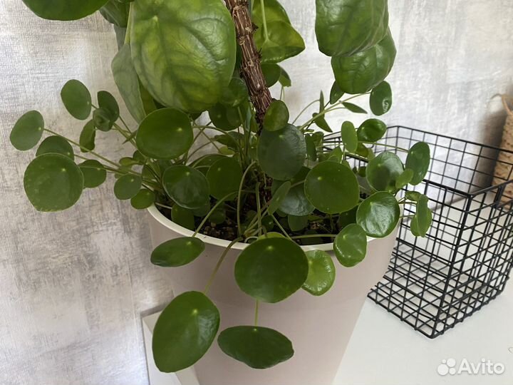 Банан,Кофе Арабика,Лимон,Пилея пиперомиевидная