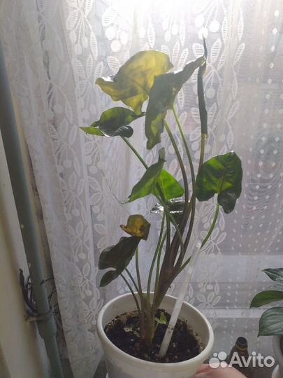 Синги, сциндапсусы, филодендроны