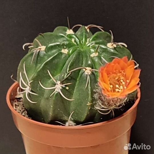 Кактус Lobivia akersii семена