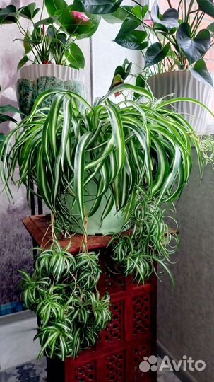 Хлорофитум