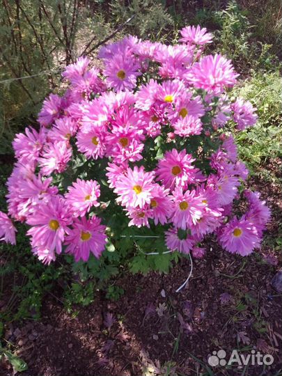 Хризантема