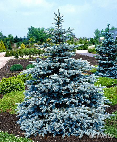 Ель колючая 