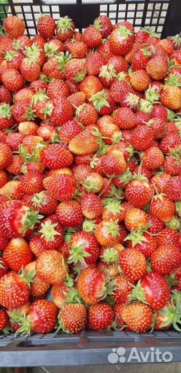 Фрукты, овощи, ягоды на заказ