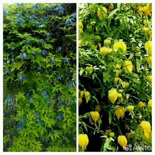 Княжики (клематисы)