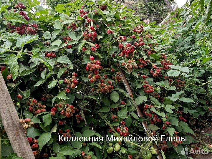 Ежевика садовая без шипов саженцы