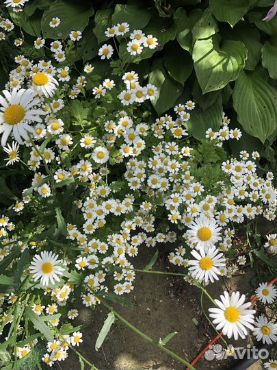 Цветы ромашки