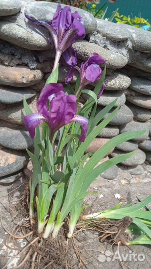 Саженцы садовых цветов