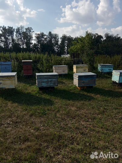 Улей для пчел бу