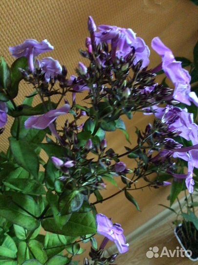 В наличии Флоксы Очиток красный Многолетка