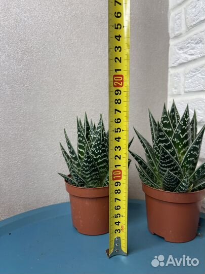 Суккуленты хавортия комнатные цветы