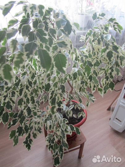 Фикус беджамина и фикус