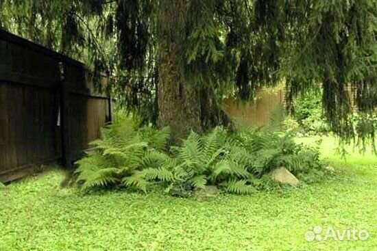 Папоротник страусник (страусопер) саженцы
