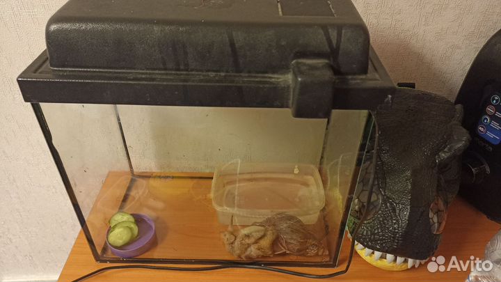 Улитка ахатина бесплатно, аквариум в подарок