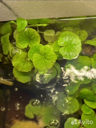 Аквариумное растение