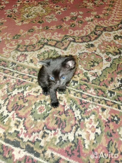 Котята бомбейский