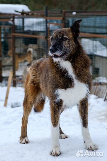 Отдам в добрые руки