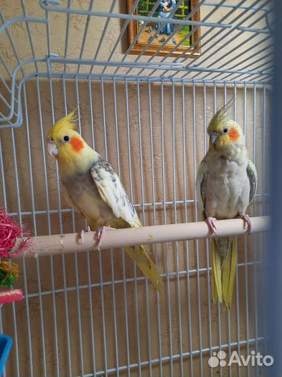 Попугай Корелла пара