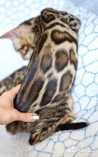 Бенгальская девочка для разведения