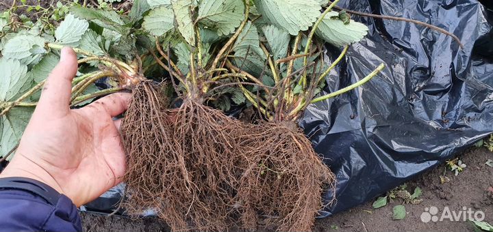 Рассада клубники Сопрано, Альба и др