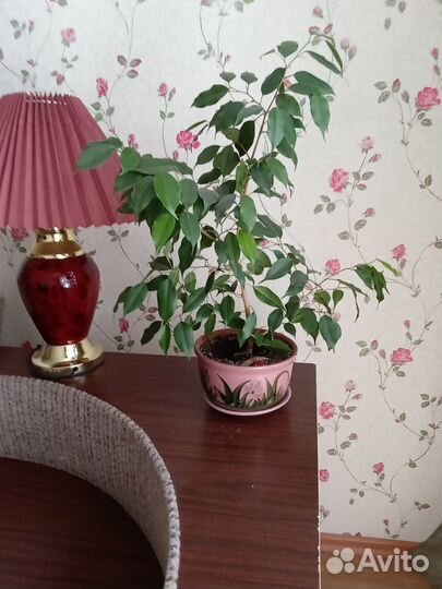 Фикусы бенджамина много и разные