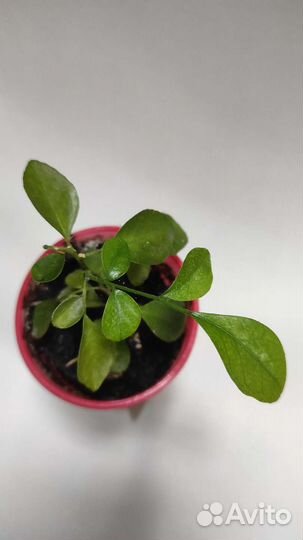 Муррайя метельчатая