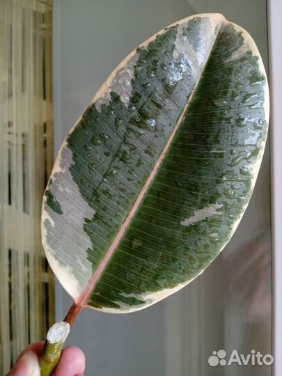 Фикус Эластика Тинеке